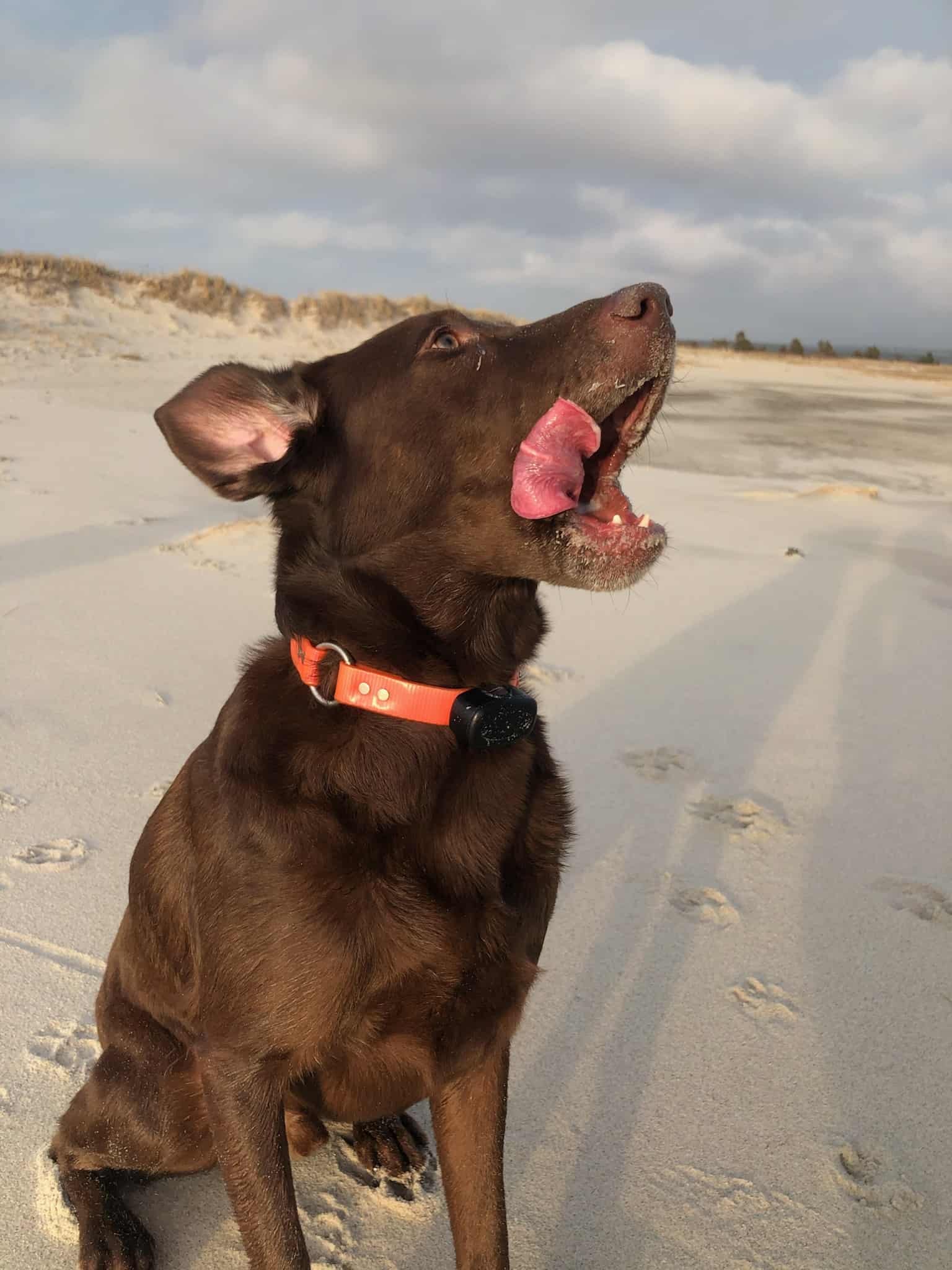 gillware-data-recovery-what-is-a-bitcoin-wallet-dont-be-like-rufus-chocolate-lab-beach